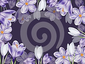 Watercolor frame with white and purple blooming crocus flower isolated on background. Spring and easter botanical hand