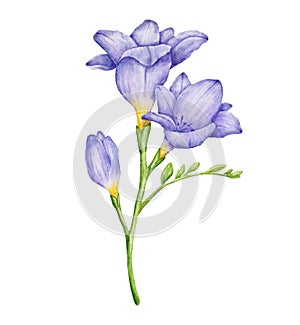 Watercolor freesia violet flower branch with leaves. Hand drawn color drawing