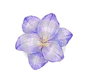 Watercolor freesia violet flower bud. Hand drawn color drawing