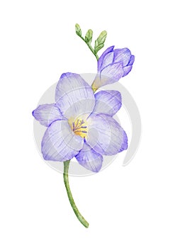 Watercolor freesia violet flower bud. Hand drawn color drawing