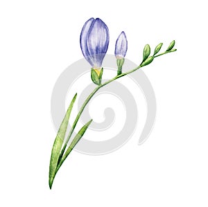 Watercolor freesia violet flower bud with leaves. Hand drawn color drawing