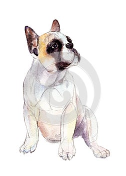 Watercolor French bulldog isolated on white background, illustration.