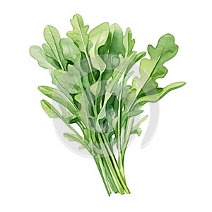 Watercolor fresh arugula leaves isolated on white