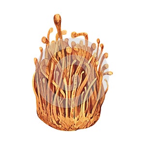 Watercolor fresh Cordyceps militaris mushroom. Hand-drawn illustration isolated on white background. Perfect concept for