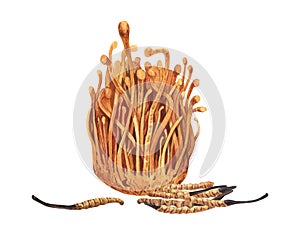 Watercolor fresh and dry Cordyceps militaris mushroom. Hand-drawn illustration isolated on white background. Perfect