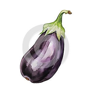 Watercolor fresh eggplant isolated on white background