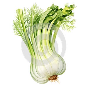 Watercolor fresh fennel isolated on white background