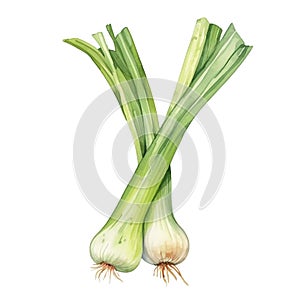 Watercolor fresh leek isolated on white background