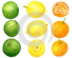 Watercolor fresh lemon, tangerine and lime set. Hand drawn botanical illustration of yellow, orange and green citrus