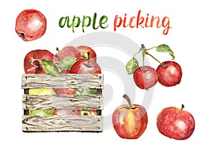 Watercolor fresh ripe apples in a wooden bushel basket, isolated. Autumn harvest clipart, apple picking illustration on white