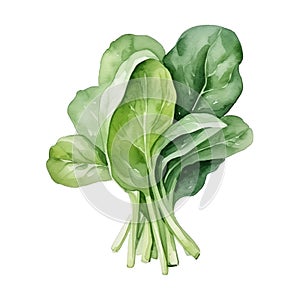 Watercolor fresh spinach bunch isolated on white background
