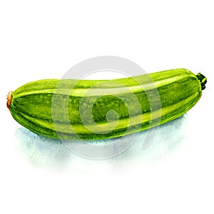 Watercolor fresh zucchini