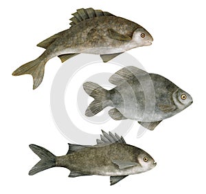 Watercolor freshwater fish illustration set. Hand drawn European carp, common perch and bream fish isolated on white