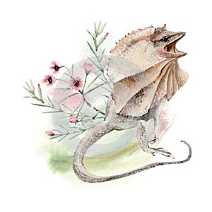 Watercolor frilled agama lizard  illustration