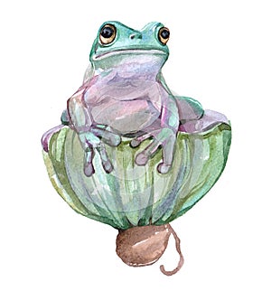 Watercolor frog  animal