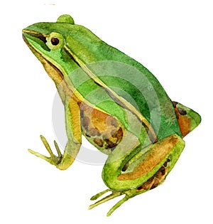 Watercolor frog illustration photo