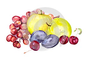 Watercolor fruits: apple, grape, cherry, plum. Watercolour drawing