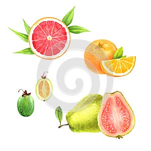 Watercolor fruits set: grapefruit, orange, feijoa, guava