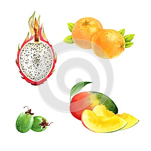 Watercolor fruits set: pitaya, orange, feijoa, mango