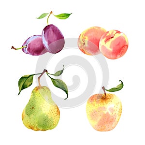Watercolor fruits set: plum, peach, pear, apple