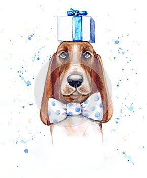 Watercolor funny basset hound with preset and bow photo