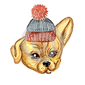 watercolor funny puppy in a blue knitted hat
