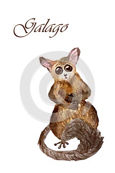 Watercolor galago isolated on a white background