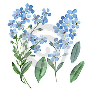 Watercolor gentle blue flowers of forget-me-not with green leaves on white background