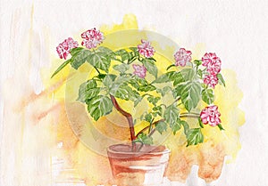 Watercolor gentle flowers