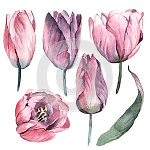 Watercolor gentle pink flowers of tulip with green leaves on white background