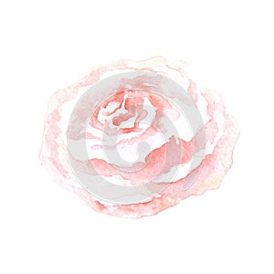 Watercolor gentle pink rose hand drawn on white background
