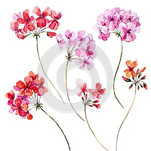Watercolor geranium floral set