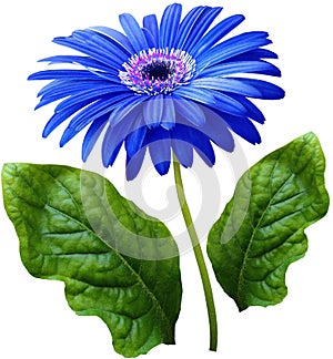 watercolor gerbera flower blue. Flower not stalk with green leaves isolated on white background. No shadows with clipping path. Fo