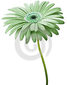 Watercolor gerbera flower green. Flower not stalk isolated on white background. No shadows with clipping path. For design.