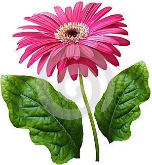 Watercolor gerbera flower pink. Flower not stalk with green leaves isolated on white background. No shadows with clipping path. Fo