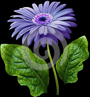 Watercolor gerbera flower purple. Flower not stalk with green leaves isolated on black background. No shadows with clipping path.