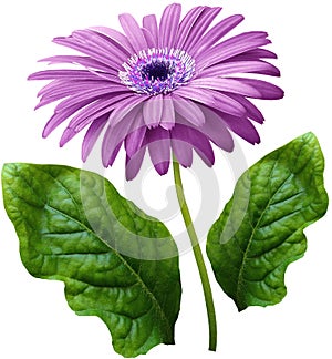 Watercolor gerbera flower purple. Flower not stalk with green leaves isolated on white background. No shadows with clipping path.