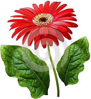 Watercolor gerbera flower red. Flower not stalk with green leaves isolated on white background. No shadows with clipping path. Fo