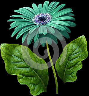Watercolor gerbera flower turquoise. Flower not stalk with green leaves isolated on black background. No shadows with clipping pa