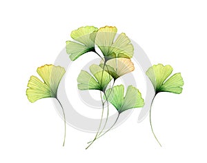Watercolor gingko leaves set. Transparent green branches collection isolated on white. Hand painted artwork with