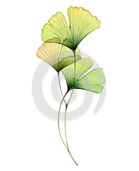 Watercolor ginkgo branch. Transparent green leaves isolated on white. Hand painted artwork with Maidenhair tree