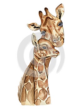 Watercolor giraffe illustration, Cartoon tropical animal , exotic summer jungle design.Hand drawn. Designf for baby shower party,