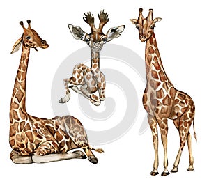 Watercolor giraffe illustration set. Cartoon tropical animal, exotic summer jungle design.Hand drawn designf for baby shower party
