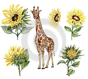 Watercolor giraffe and sunflowers illustration set. Cartoon tropical animal, exotic summer jungle design. Hand drawn designf for