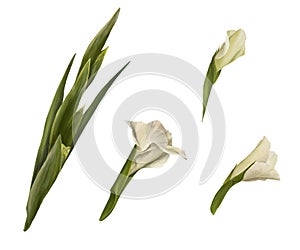 Watercolor gladiolus, hand drawn digital illustration. Set of flowers isolated on white background