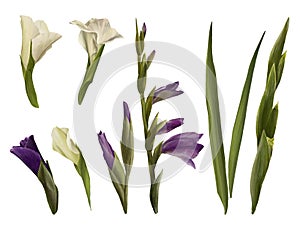 Watercolor gladiolus, hand drawn digital illustration. Set of flowers isolated on white background