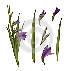 Watercolor gladiolus, hand drawn digital illustration. Set of violet flowers and leaves. Isolated