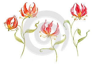 Watercolor gloriosa rothschildiana flower
