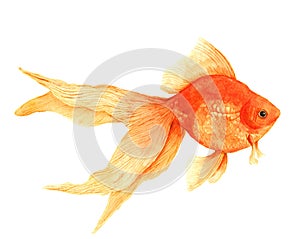 Watercolor goldfish isolated