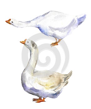 Watercolor goose on the white background, Baby shower drawn